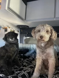 Los acompañantes de lujo de Hugo y Andrea en su nueva vida.