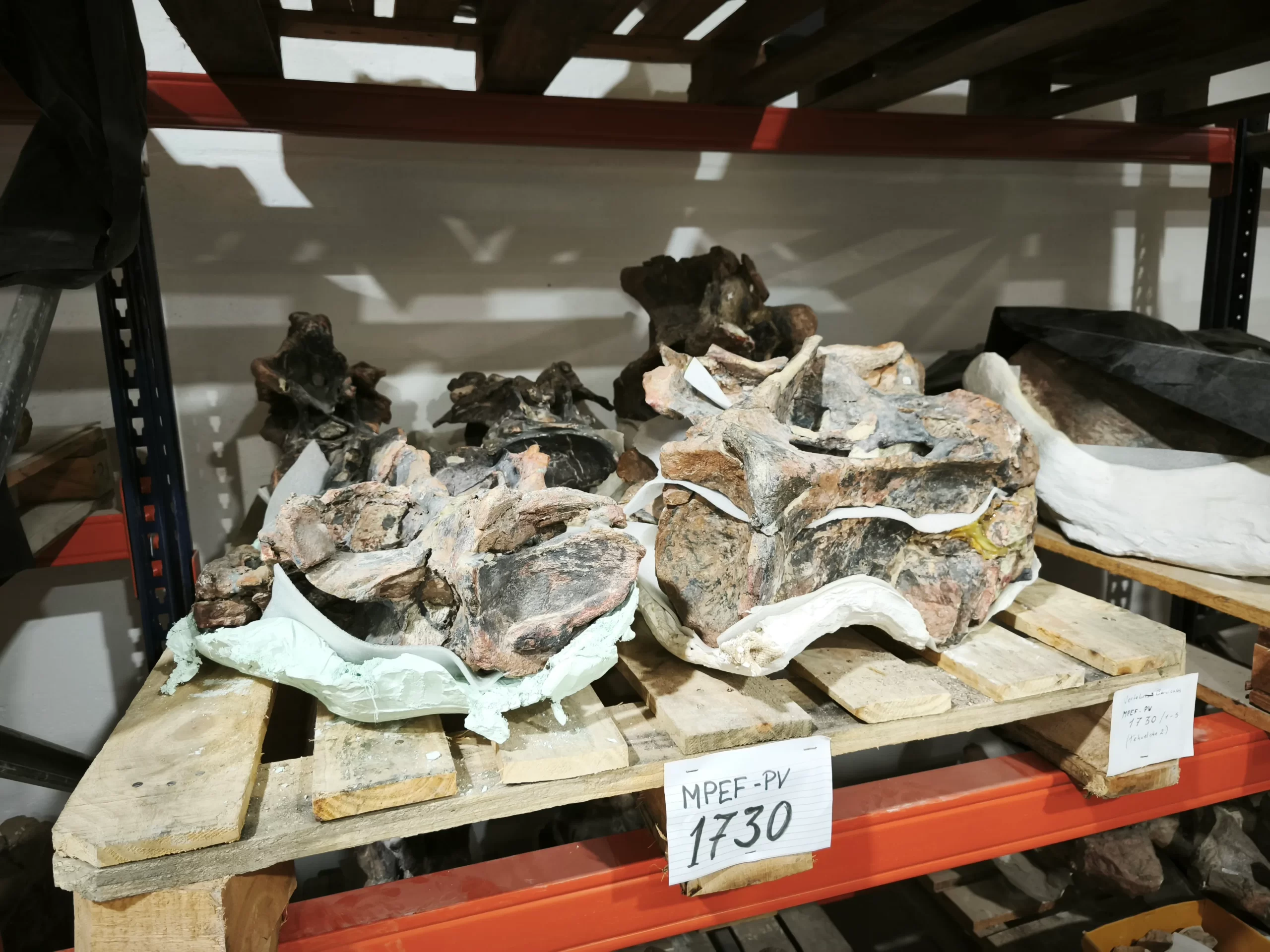 Hallan en Chubut una nueva especie de dinosaurio herbívoro y de cuello largo: cómo lo descubrieron - Image 3