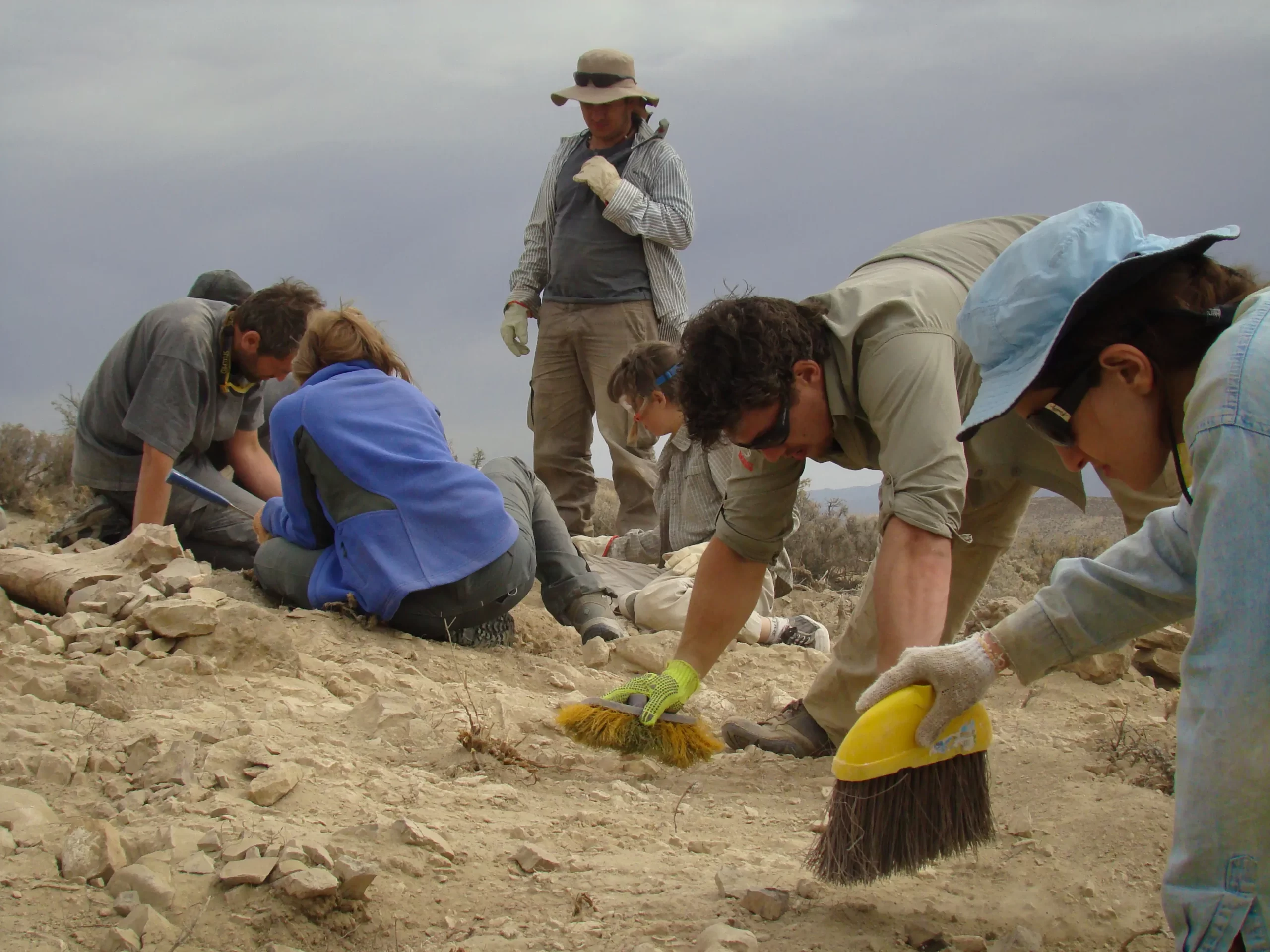 Hallan en Chubut una nueva especie de dinosaurio herbívoro y de cuello largo: cómo lo descubrieron - Image 2