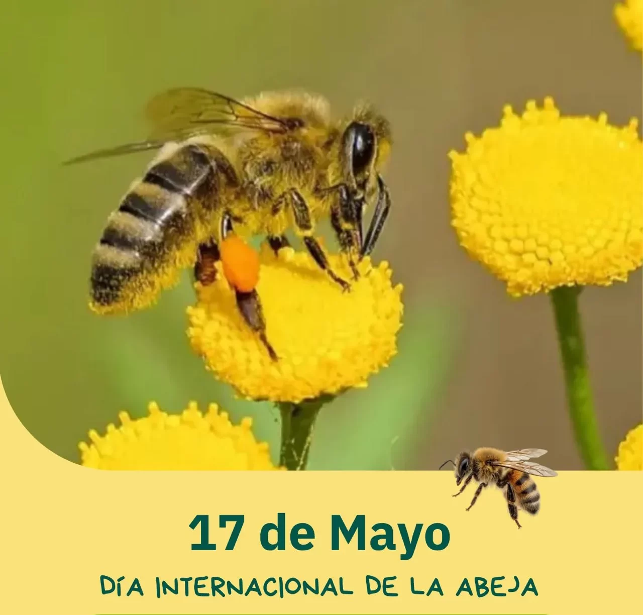 Día Internacional de la Abeja en Gaiman