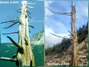 Foto: alertarojaambiental_chubut (Instagram).