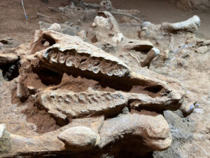Detalle de la mandíbula de un ejemplar de Stephanorhinus hemitoechus recuperada en el yacimiento de la Cova de les Teixoneres.