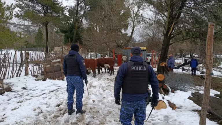 Robaron siete vacas y la Policía logró recuperarlos tras una intensa búsqueda